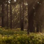 forêts françaises à explorer