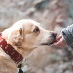 prendre soin d'un chien