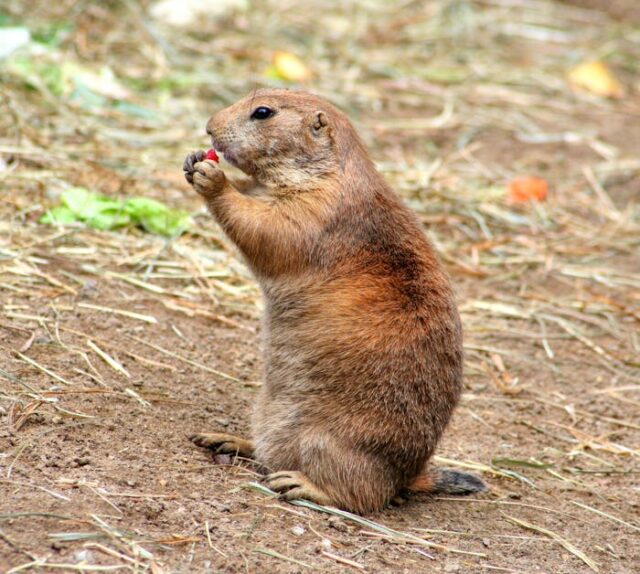 aliments bio pour animaux