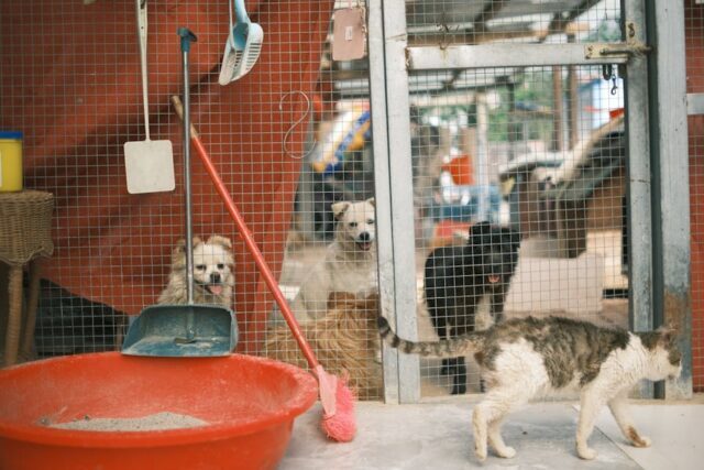 chat de refuge