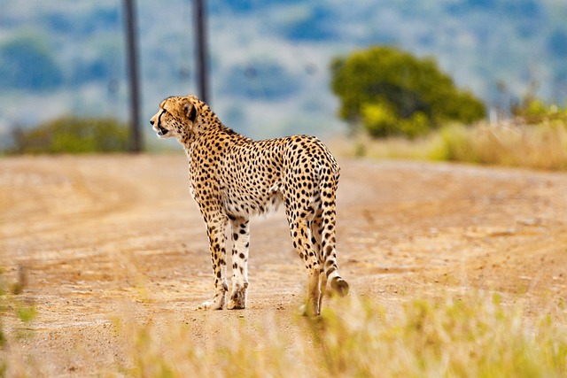 Le prédateur animal